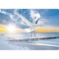 Möwe am Meer - Medley-Postkarte