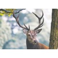Hirsch - Medley-Postkarte