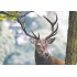 Hirsch - Medley-Postkarte