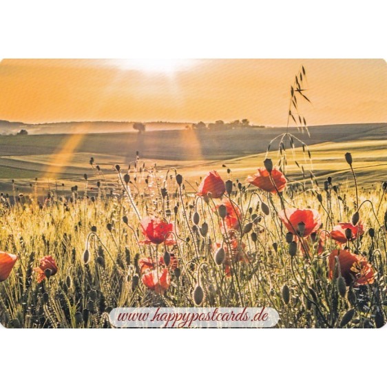 Poppies - Medley postcard