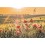 Mohn - Medley-Postkarte