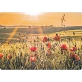 Poppies - Medley postcard