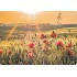 Mohn - Medley-Postkarte
