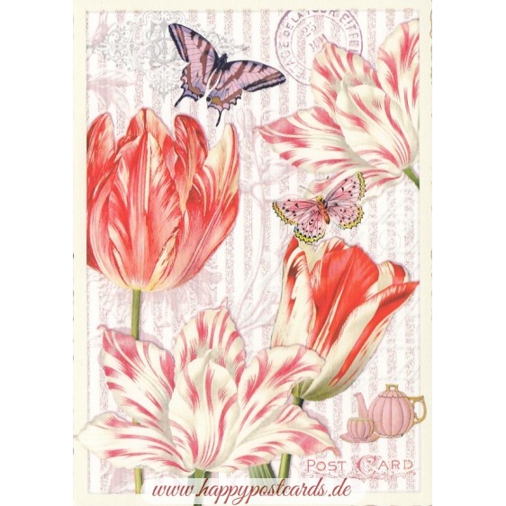 Tulips - Tausendschön - Postcard
