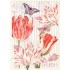Tulips - Tausendschön - Postcard