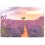 Lavender in summer - Postcard