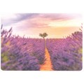 Lavendelsommer - Postkarte