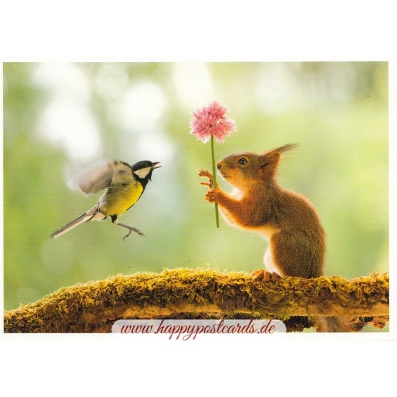 Squirrel and tit - Postcard