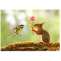 Squirrel and tit - Postcard