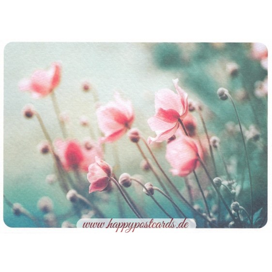 Anemones in summer - Postcard