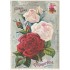 Roses- Tausendschön - Postcard
