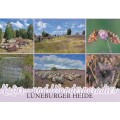 Lüneburg Heath 393 - Viewcard