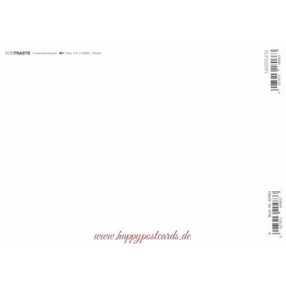 Marienkäfer auf Kleeblatt - Postkarte