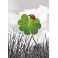 Ladybeetle on a Shamrock - Postcard