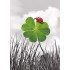 Ladybeetle on a Shamrock - Postcard