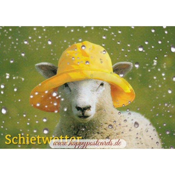 Schaf - Schietwetter - Ansichtskarte