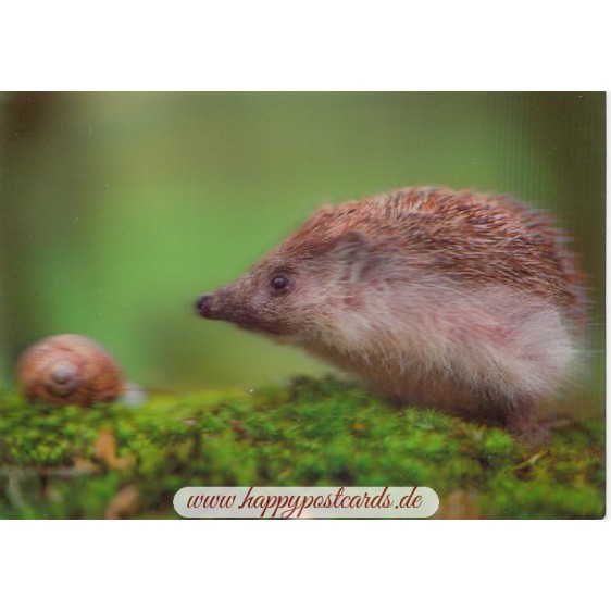 3D Hedgehog and snail - Postcard