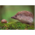 3D Igel und Schnecke  - Postkarte
