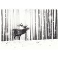 Hirsch im Schnee - Weihnachtskarte
